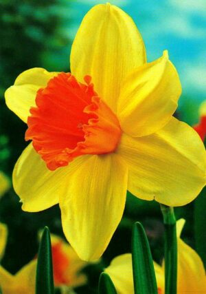 Нарцис с огромен 12 см. цвят и червена лула не изчезва през годините - Narcissus Red Devon
