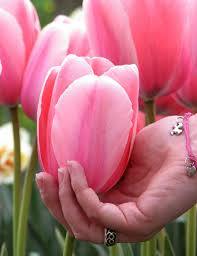 Лале със супер едри цветове розова импресия - Tulip pink impression