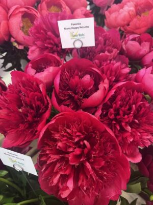 Божур ароматен с убийствeно красиво ярко червени цветове - Paeonia many happy returns Божур ароматен с убийствeно красиво ярко червени цветове - Paeonia many happy returns
