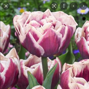 Лале кичесто с наистина огромни пурпурни цветове и бал кант - Tulip Wyndham
