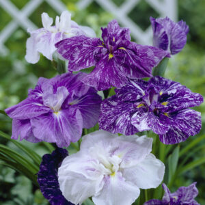 Ирис Арлекин с екзотични кичести цветове- Iris Ensata Harlequinesque