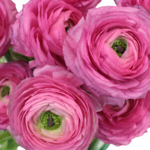 Ранункулус многогодишен розов - Ranunculus pink