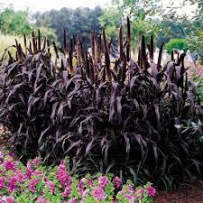 Декоративна трева пурпурен барон - Ornamental millet purple baron