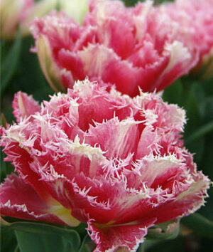 Лале 2 в 1 кичесто и ресничесто с 10 см цвят и дълъг цъфтеж - Tulip Queensland