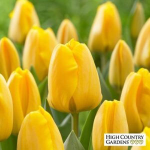 Лале многогодишно златото на Апелдорн не изчезва в годините - Tulip Golden Apeldoorn