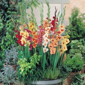 Гладиол с цвят на пеперуда за балкони и тераси - Gladiolus butterfly