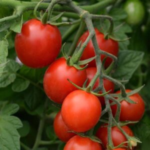 Домат уникалното чери сорт Угощение - Tomato cherry Tidy treats