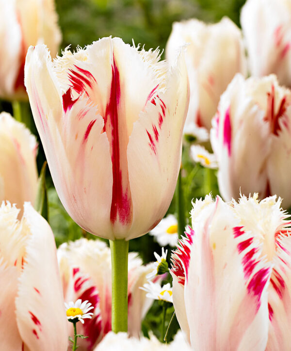 Лале с продължителен цъфтеж ресничесто двуцветно - Tulip Caroussel fringed