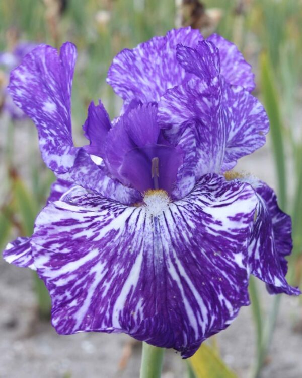 Ароматен ирис Батик с шарен цвят цъфти повторно - Iris Germanica Batik