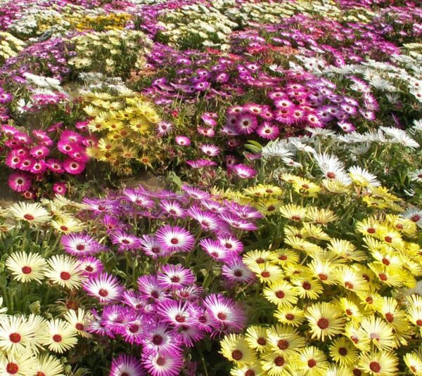 Месембриантемум цъфти цяло лято за южни тераси и градини - Mesembryanthemum mix