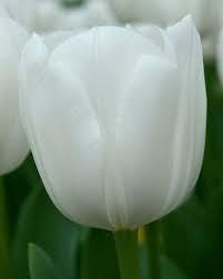 Лале класическо бяло Кралска девственица - Tulip royal virgin