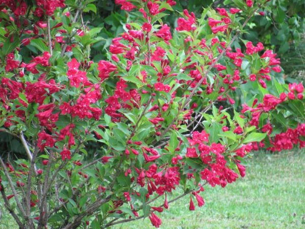 Вейгела Зимоустойчив храст цъфти цяло лято с червени цветове - Weigela bristol ruby