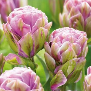 Лале Виолетов артишок с кичест огромен цвят - Tulip violet prana Лале Виолетов артишок с кичест огромен цвят - Tulip violet prana