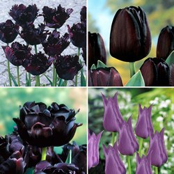 Лале импозантна колекция черни лалета смес - Tulip black collection