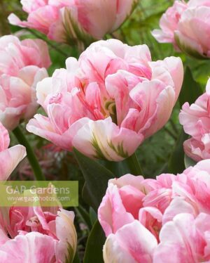 Ароматно кичесто лале в преливащо се кремаво и розово - Tulip Finola