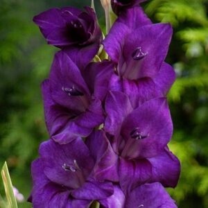 Гладиол Пурпурен букет - Gladiolus purple flora