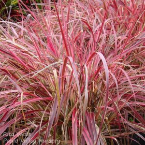 Магическа розова елегантна трева сорт Пенисетум розов - Pennisetum Cherry Sparkler
