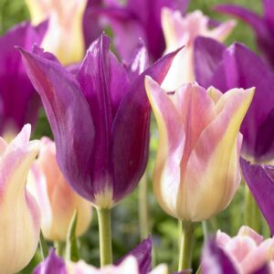 Лале лилиевидна пурпурна колекция - Tulip lily flowering purple and white mix