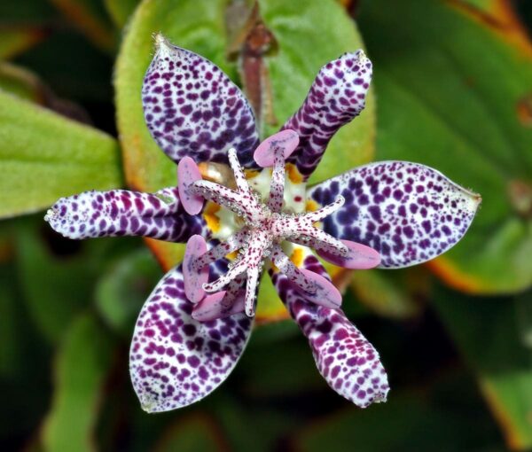 Многогодишен екзотичен храст с цвят на орхидея - Tricyrtis hirta