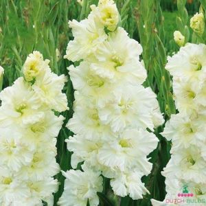 Гладиол къдрав бяло със зелено - Gladiolus gydan