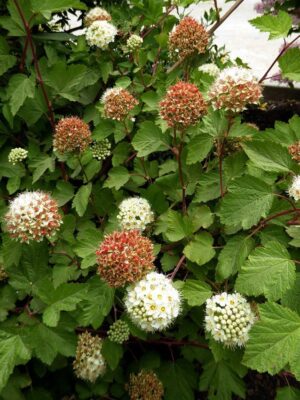 Физокарпус силно зимоустойчив вечно зелен храст с червени цветове - Physocarpus opulifolius diablo