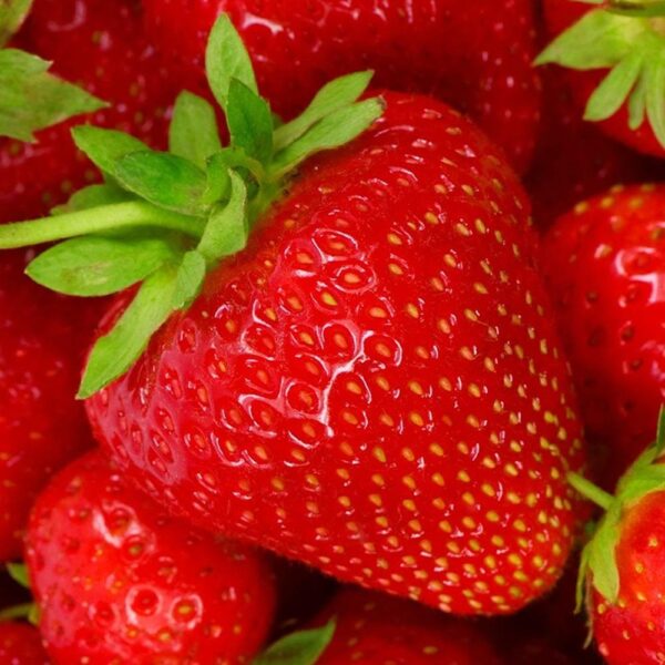 Ягода ранна Елсанта супер ароматна и едроплодна - Strawberry Elsanta Fragaria