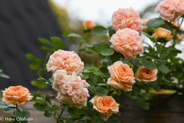 Роза увивна трицветна в розово жълто и оранжево 150 см висока - Rose Alchymist