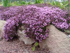 Алисум медоносен ароматен и почвопокривен - Lobularia violet