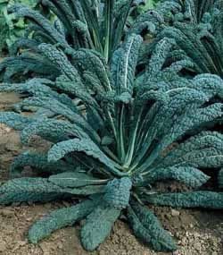 Зеле листно кейл издържа под сняг и е богато на калций за костите - Cabbage kale of Toscana