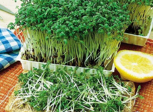 Кресон хем билка хем зеленчук с високо съдържание на витамин С - Lepidium sativum cress
