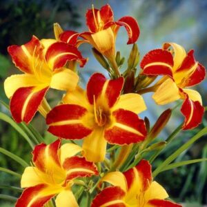 Хемерокалис ароматен многоцеветен в жълто червено и оранжево - Hemerocallis Frans Hals Хемерокалис ароматен многоцеветен в жълто червено и оранжево - Hemerocallis Frans Hals