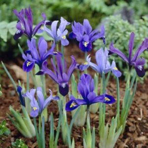 Ирис нискостеблен за ценители смес - Iris dwarf mix