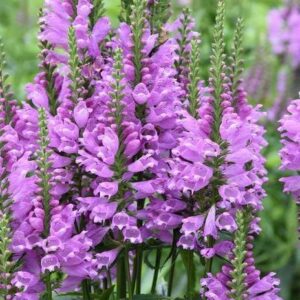 Физостегия единствената лилаво розова многогодишна цъфти чак до есента - Physostegia Rose Queen Физостегия единствената лилаво розова многогодишна цъфти чак до есента - Physostegia Rose Queen