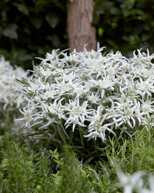 Еделвайс многогодишен и почвопокривен семена - Leontopodium alpinum Everest