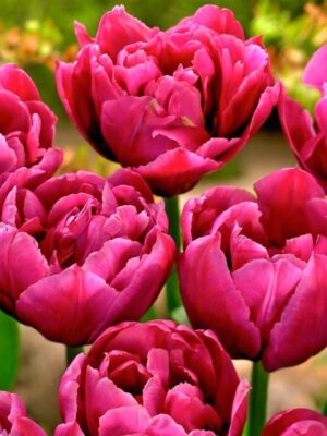 Лале кичесто и ароматно с цвят на роза - Tulip double Margarita