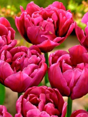 Лале кичесто и ароматно с цвят на роза - Tulip double Margarita Лале кичесто и ароматно с цвят на роза - Tulip double Margarita