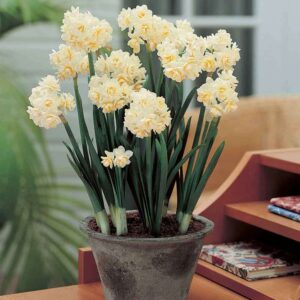 Нарцис най-ароматният с до 15 броя кичести цветове на стъбло - Narcissus tazetta 'Erlicheer'