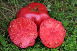 Домат старинен кулинарна звезда във Франция безколов може и в саксия 900 семена - Tomato Marmande