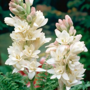 Полиантес тубероза аромат за Вашата тераса и градина - Polianthes tuberosa