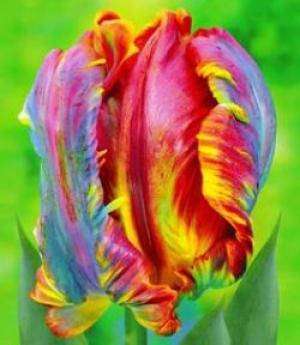 Лале извънземно папагалско с причудлива форма Рококо - Tulip rococo