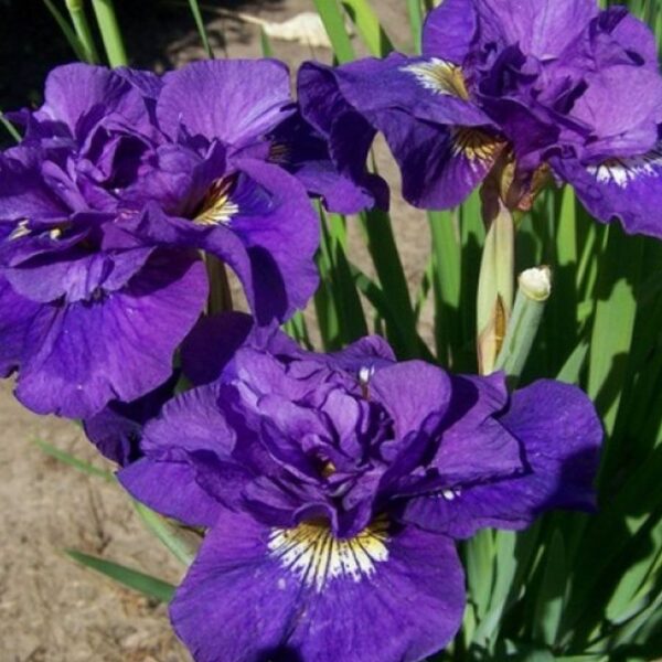 Кичест ирис Конкорд с огромни 15 см цветове - Iris Sibirica Concord crush