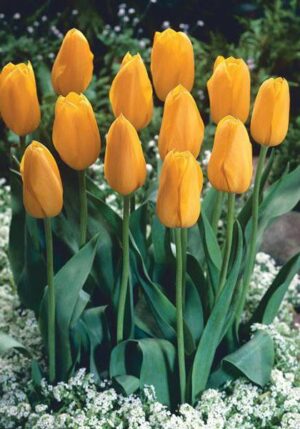 Лале класическо не изчезващо Мускадет - Tulip muscadet