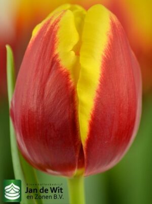 Лале с открояващи се нюанси Дания - Tulip Denmark