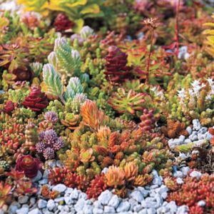 Седум микс многогодишен почвопокривен за цветна градина семена - Sedum mixture Седум микс многогодишен почвопокривен за цветна градина семена - Sedum mixture