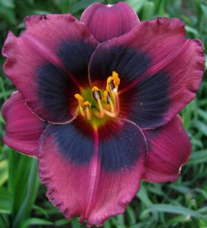Хемерокалис Среднощен динамит - Hemerocallis midnight dynamite Хемерокалис Среднощен динамит - Hemerocallis midnight dynamite