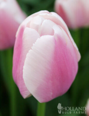 Награден сорт лале не изчезва през годините Олиолес - Tulip Ollioules