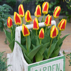 Лале не изчезващо през годините двуцветно изключително ефектно - Tulip kaufmania Stresa