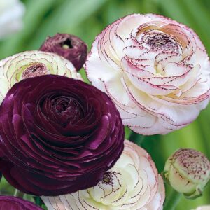 Многогодишен ранункулус лилава сензация - Ranunculus purple