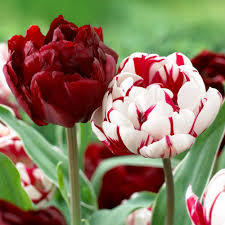 Лале най-нестандартно кичесто и ароматно с 12 см цвят - Tulip Carnaval de Nice