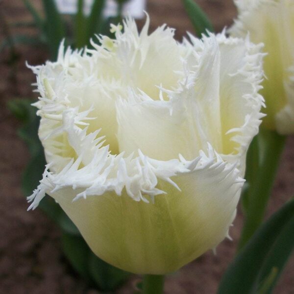 Ресничесто лале Меден месец - Tulip Honeymoon